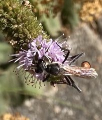 Ammophila