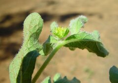 Acanthospermum hispidum