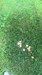 Marasmius oreades