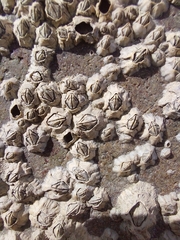 Semibalanus balanoides