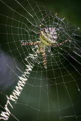 Argiope lobata