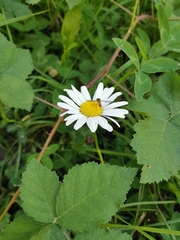 Leucanthemum