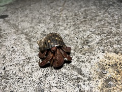 Coenobita brevimanus