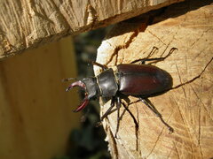 Lucanus cervus