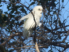 Cacatua sanguinea