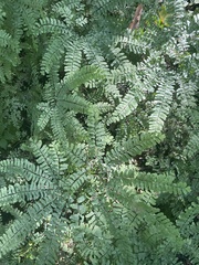 Adiantum pedatum