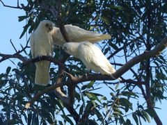 Cacatua sanguinea