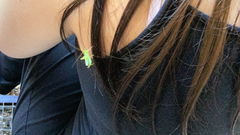 Meconema thalassinum