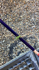 Meconema thalassinum