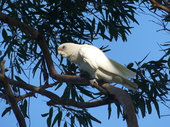 Cacatua sanguinea