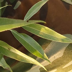 Salix alba