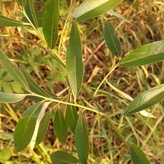 Salix alba