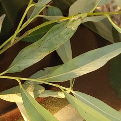 Salix alba