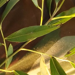 Salix alba
