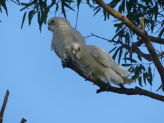 Cacatua sanguinea