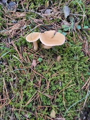 Agaricales