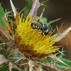 Pseudoanthidium scapulare