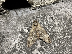 Psilogramma menephron