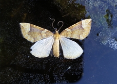 Eulithis populata