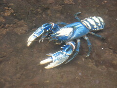 Euastacus sulcatus