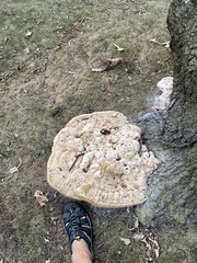 Pseudoinonotus dryadeus