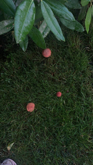 Hortiboletus rubellus