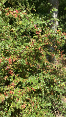 Cotoneaster horizontalis