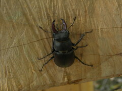 Lucanus cervus