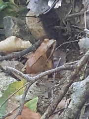 Rana