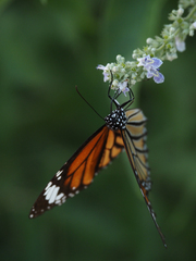 Danaus chrysippus