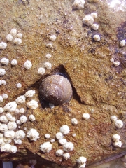 Steromphala cineraria