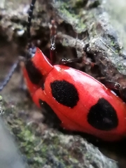 Endomychus coccineus