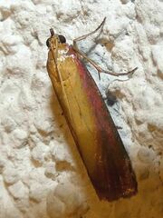 Oncocera semirubella