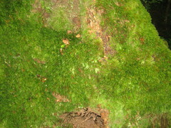 Leucobryum javense