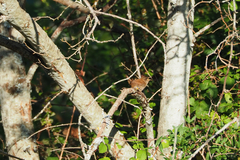 Troglodytes troglodytes