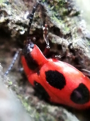 Endomychus coccineus