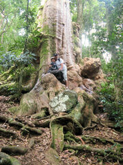 Lophostemon confertus