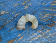 Spirula spirula