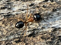 Camponotus nigriceps