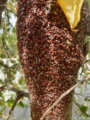 Oxycarenus lavaterae