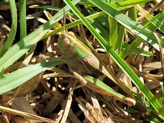 Aiolopus strepens