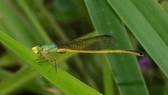 Ceriagrion fallax