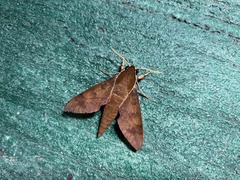 Gnathothlibus erotus