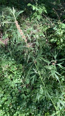 Leonurus glaucescens