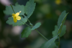 Chelidonium majus
