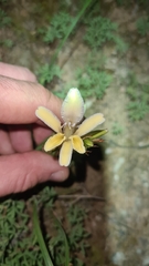 Babiana patula
