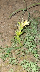 Babiana patula