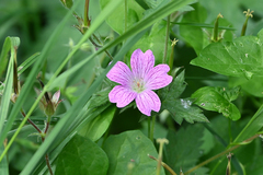 Geranium palustre