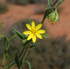 Osteospermum calendulaceum