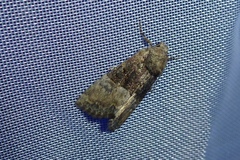 Mesoligia furuncula